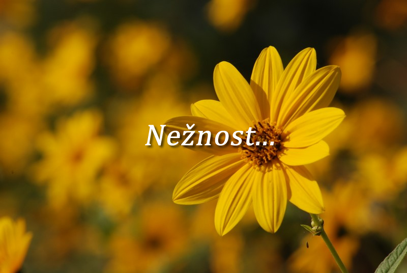 Zakaj lažemo ?